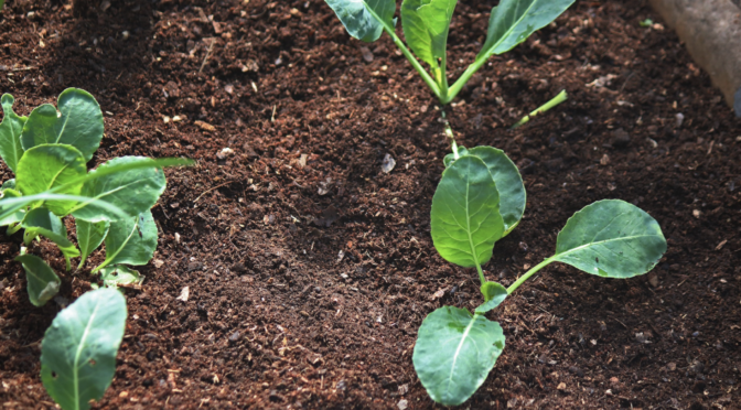 Cauliflower transplants
