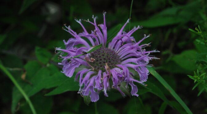 Wild Bergamot in bloom