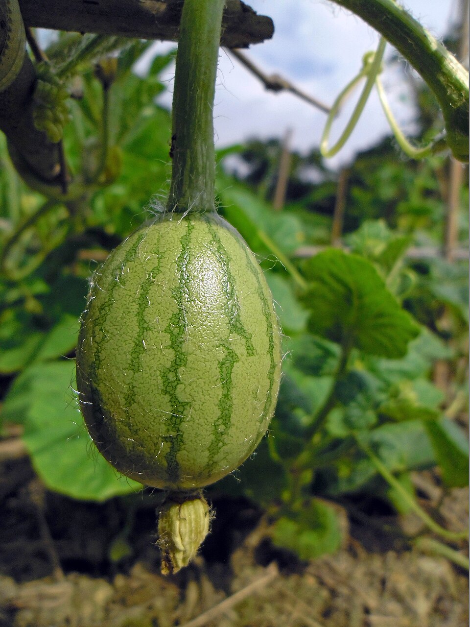 Young watermelon fruit hanging from trellis