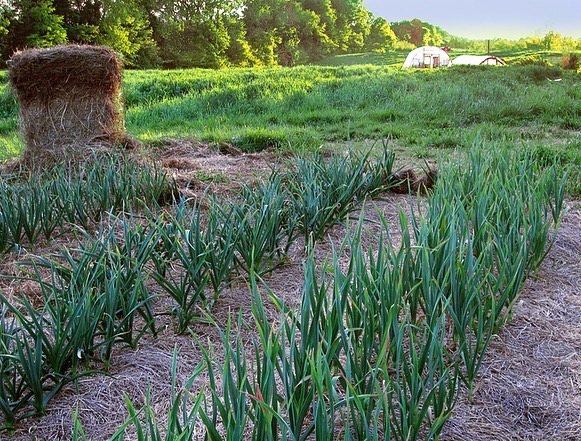 alliums in hay mulch