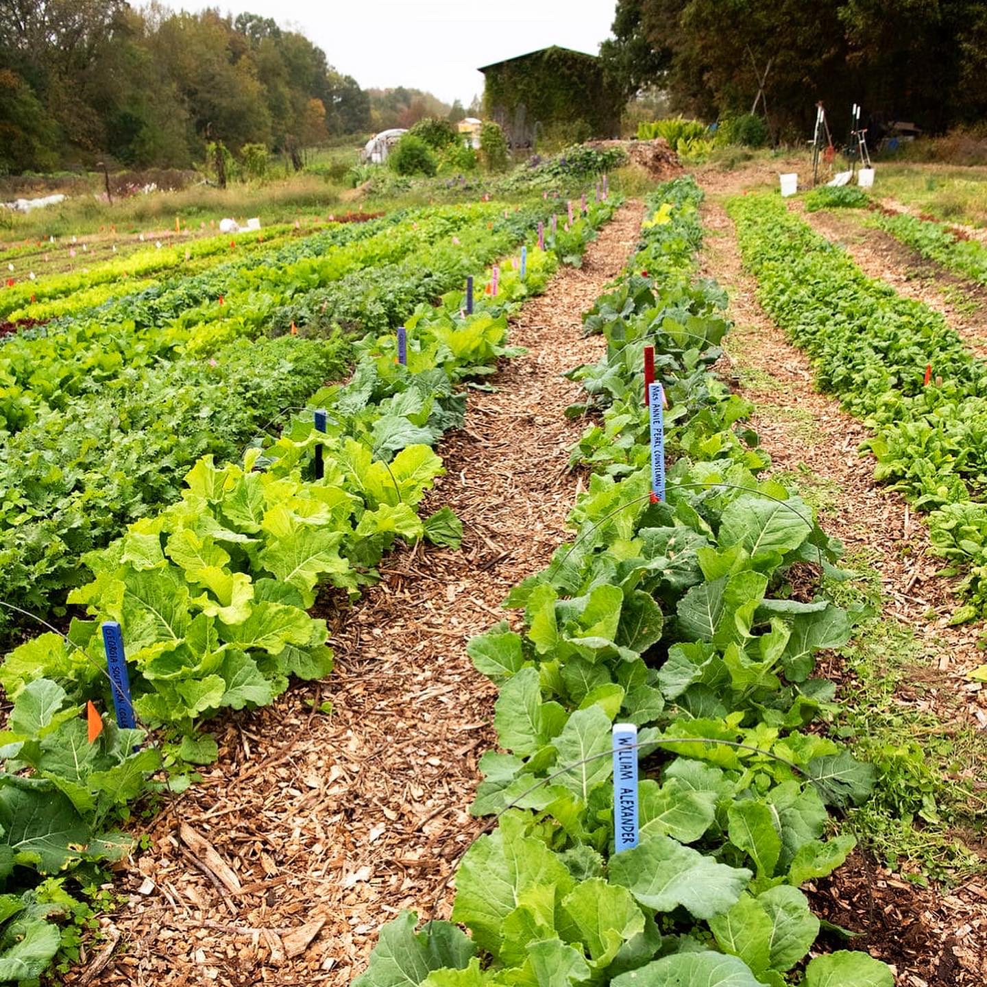 Rows of collards growing in wood chip mulch