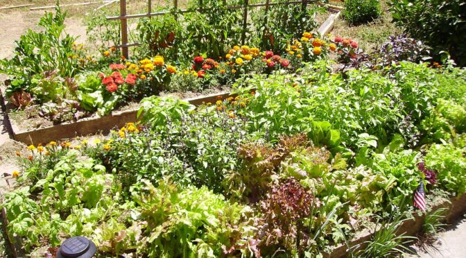Raised bed with lettuce and other vegetables