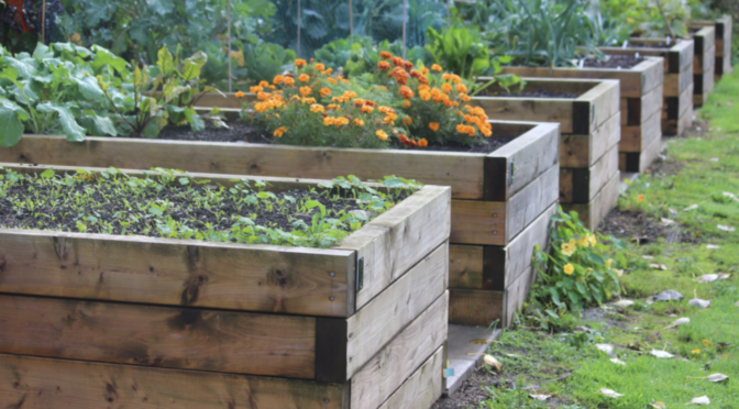 row of raised beds filled with chard, marigolds, onions, and more