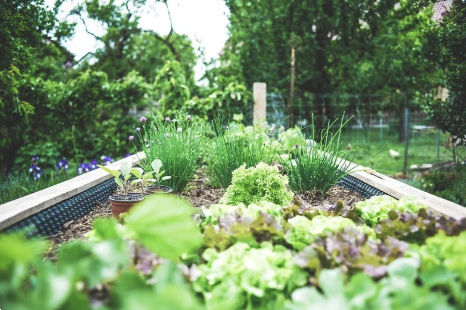 raised bed planted with lettuce and chives