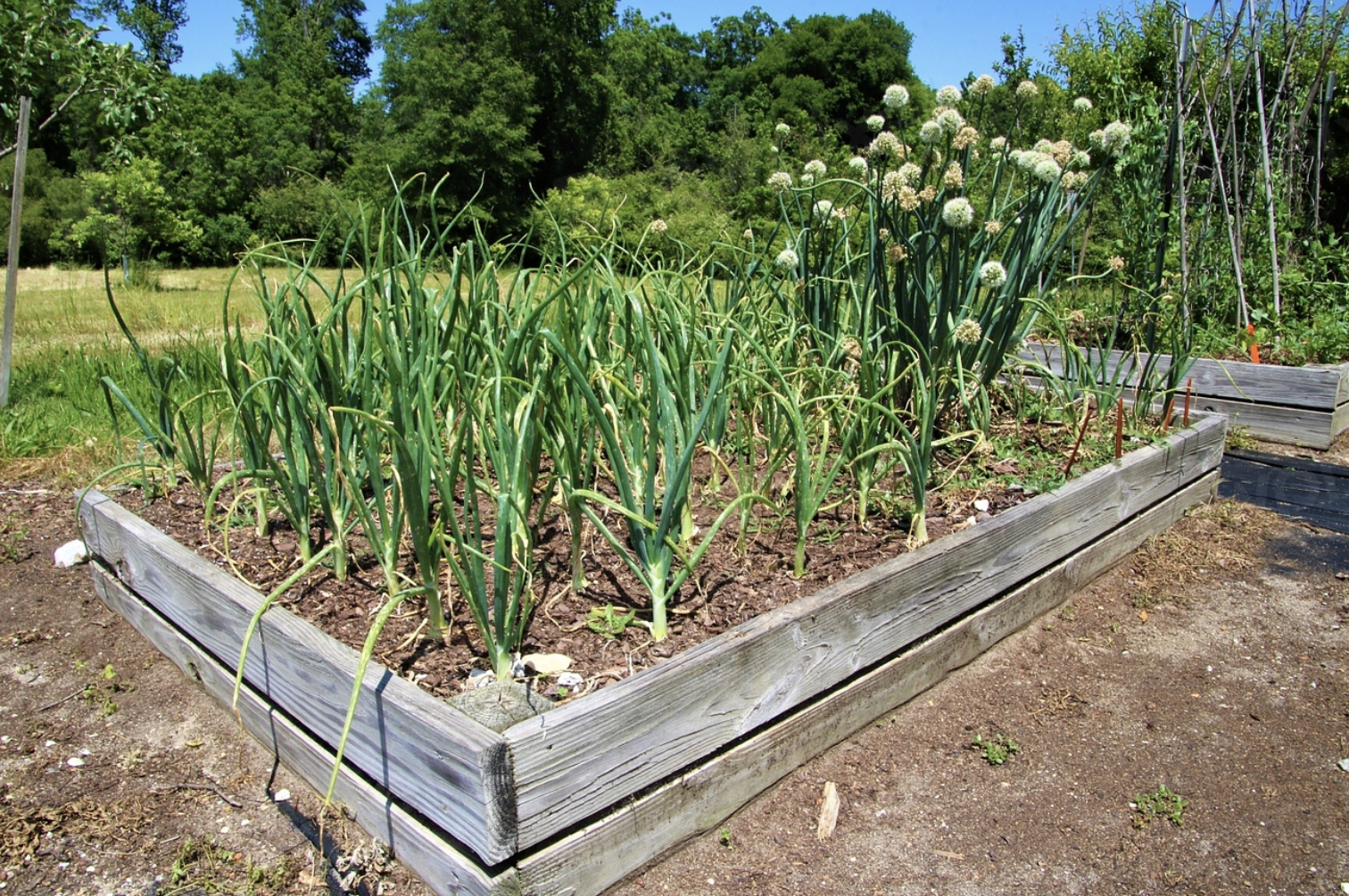 Garlic growing in a raised bed
