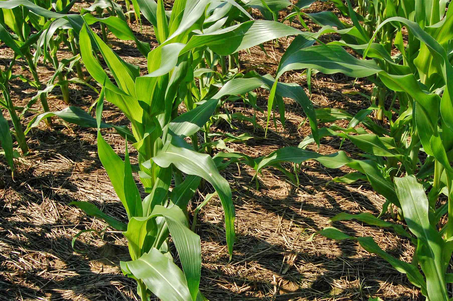 Sweet corn plants with mulch covering the soil