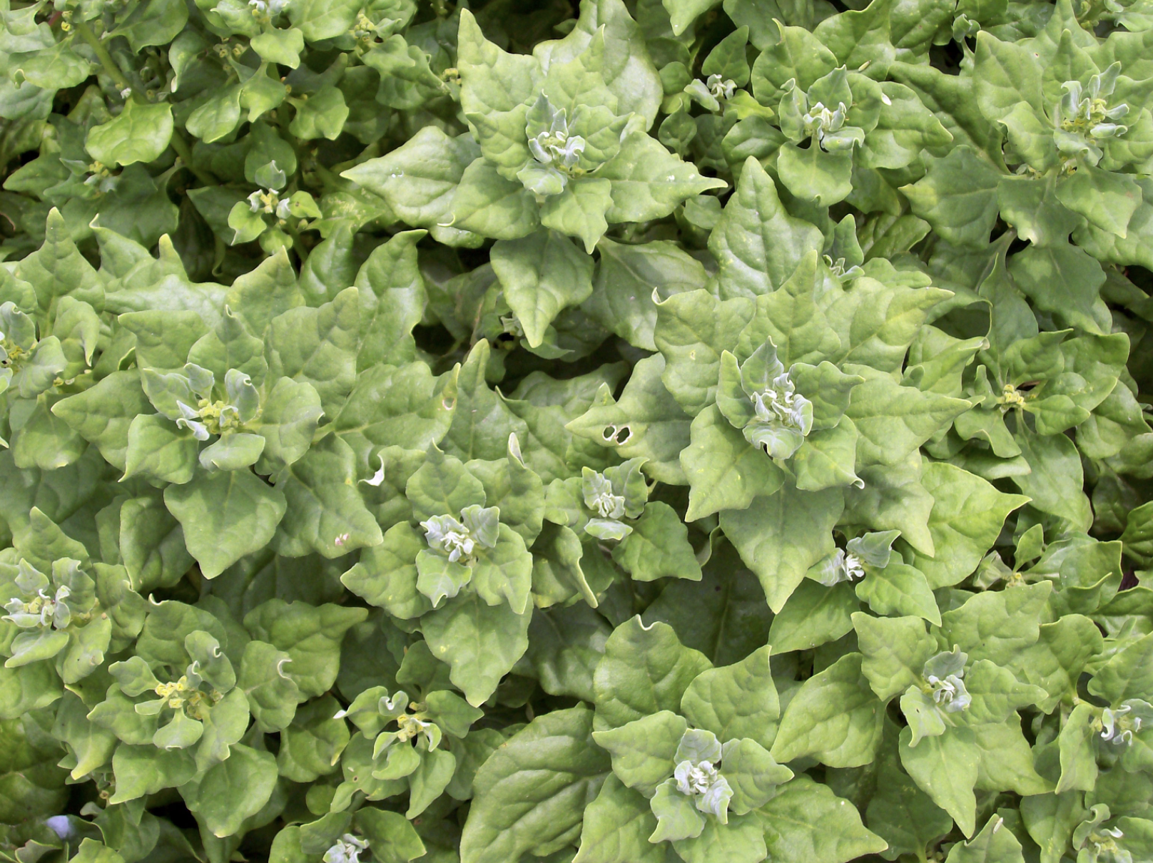 New Zealand Summer Spinach plants