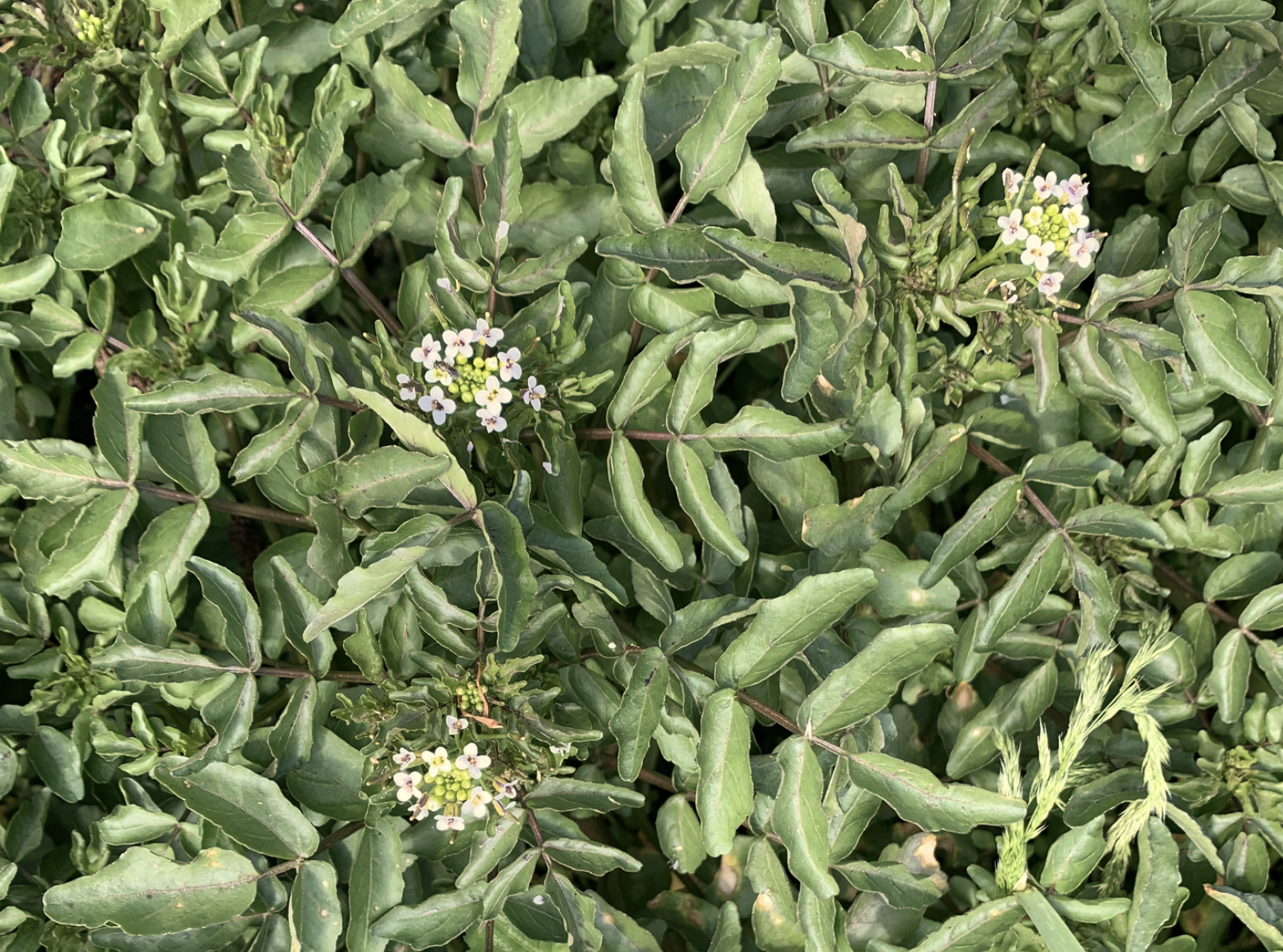 Watercress