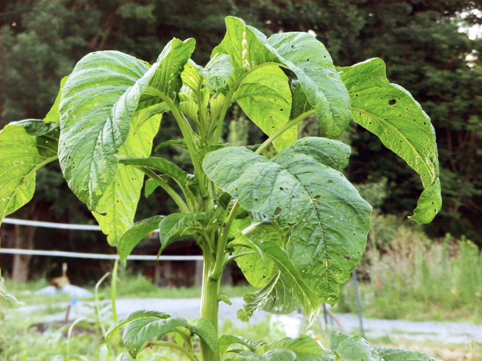 Callaloo Amaranth Greens