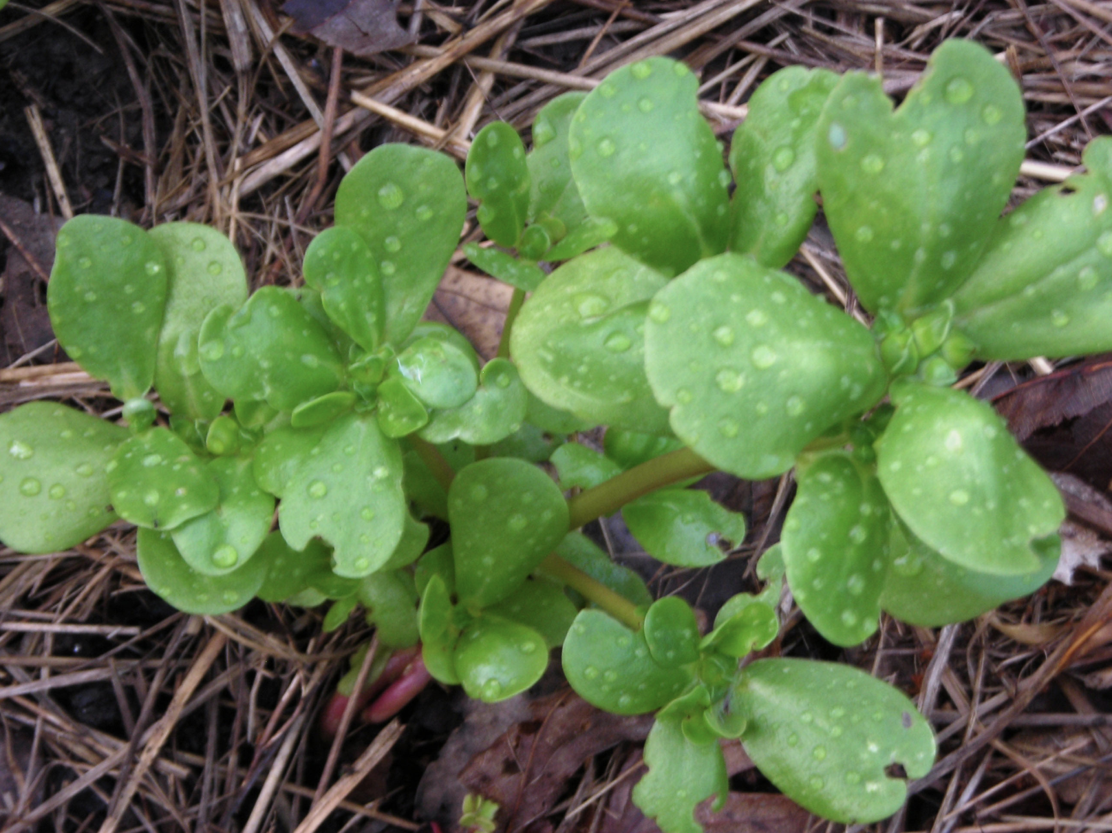 Golden Purslane