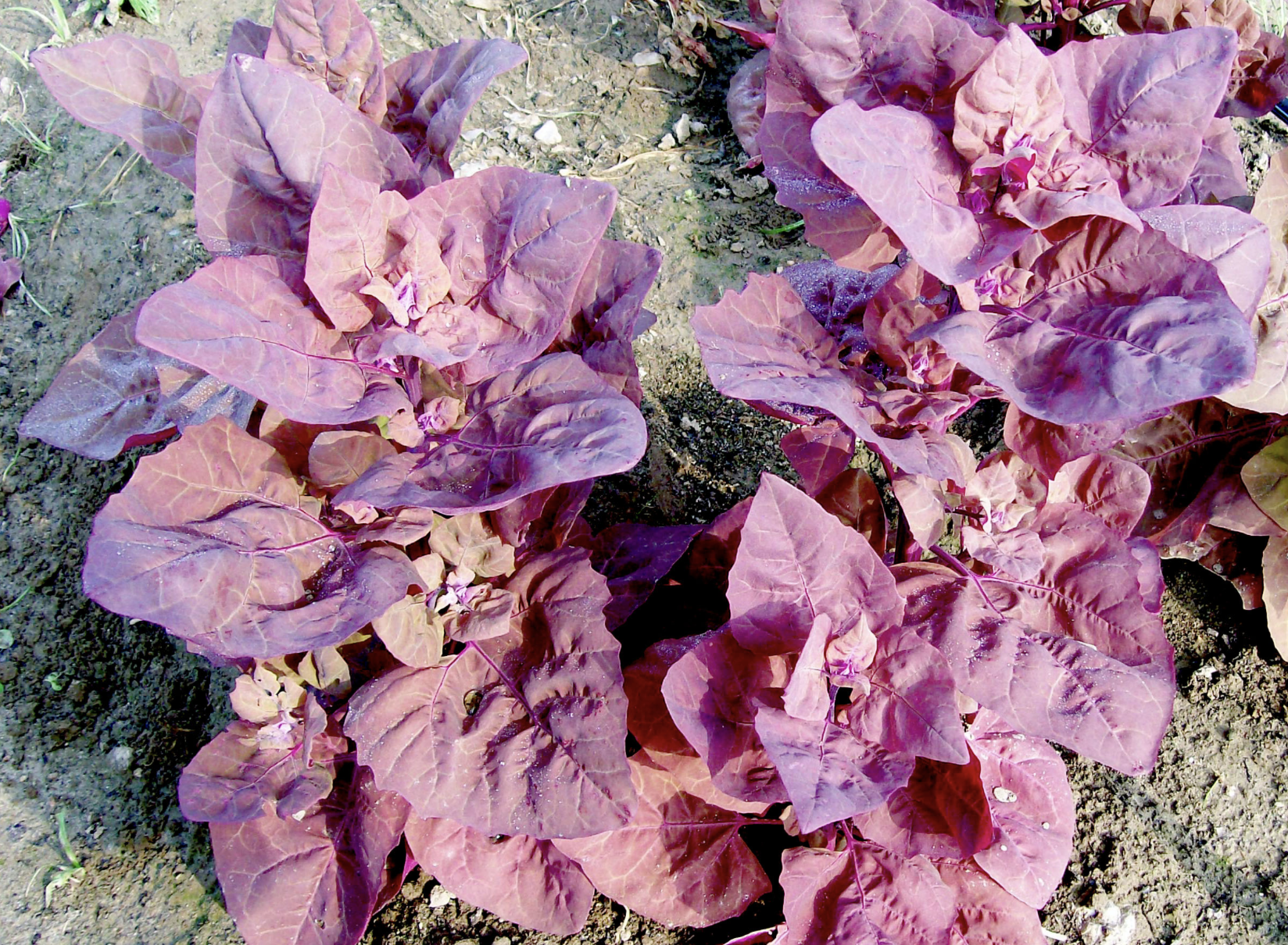 Magenta Magic Orach