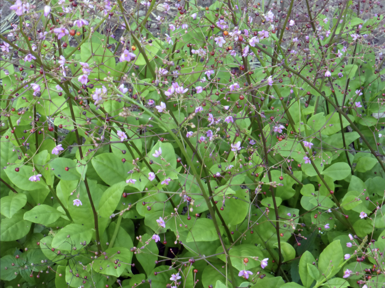 Jewels of Opar (Fame Flower)
