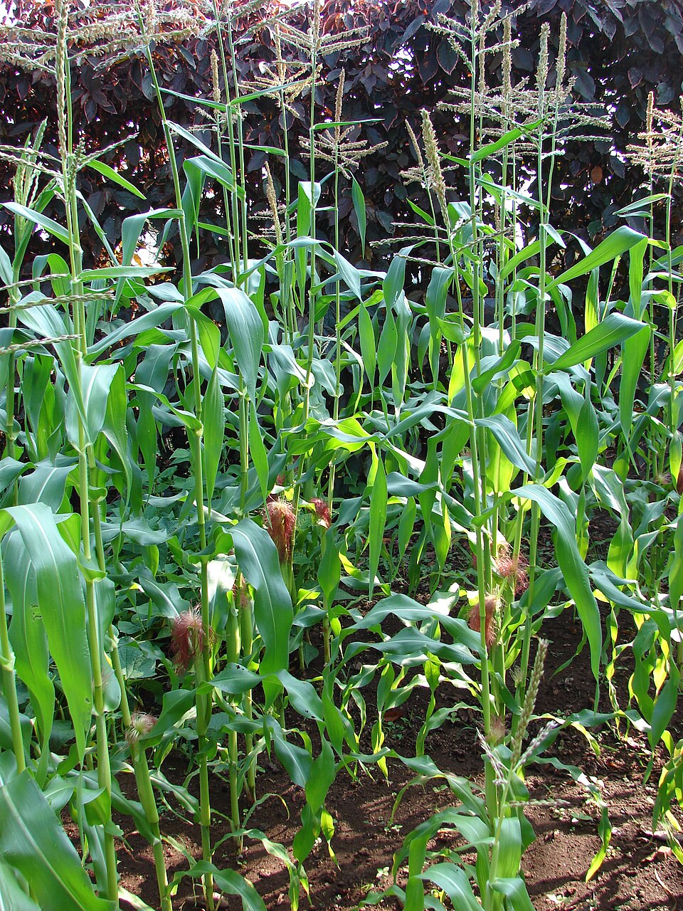 Sweet corn plants in a small garden