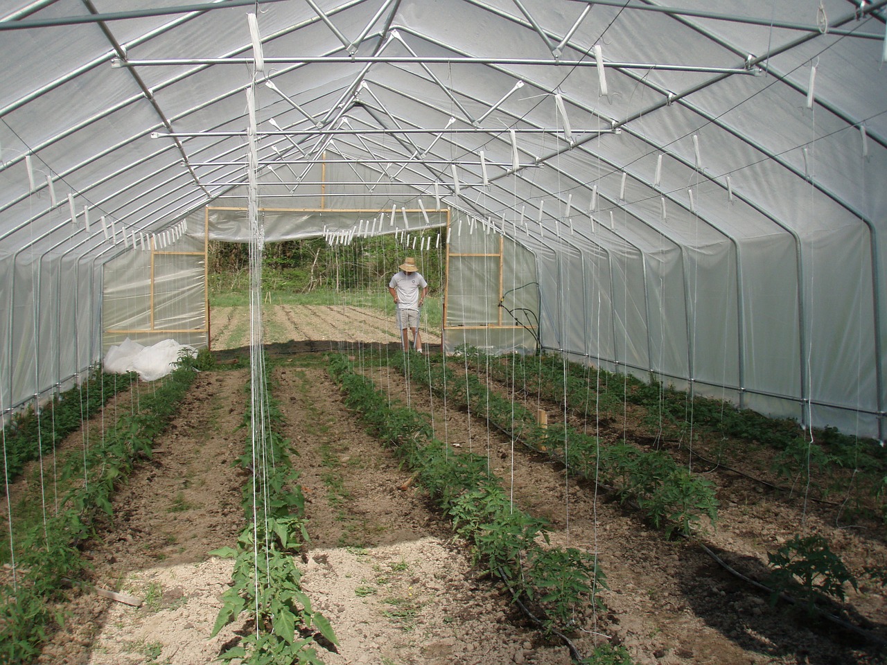A hoop house with tomatoes